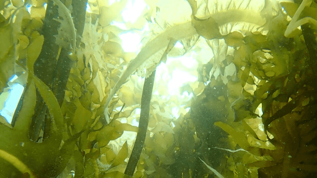 「海の森」創造プロジェクトの記事へのリンク